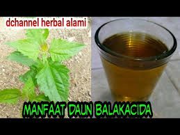 Daun balakacida memiliki nama ilmiah chromolaena odorata, adapula berbagai nama lainnya seperti kirinyuh. Episode 1 Manfaat Daun Balakacida Atau Daun Badotan Youtube