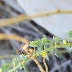 Image result for Andrachne ovalis