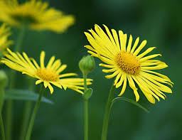 Kết quả hình ảnh cho ngõ vàng hoa cúc