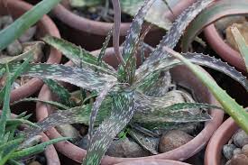 Image result for Aloe suffulta