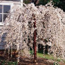 Maybe you would like to learn more about one of these? Diagnose Tree Disease Weeping Trees Weeping Cherry Tree Landscape Trees