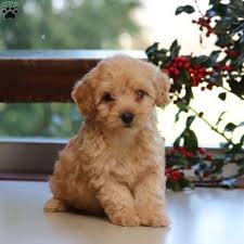 Welcome to our ohio teacup puppies information page. Havanese Puppies For Sale Near Me Online Shopping
