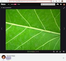 Sound is usually from the main program only. Attributing Creative Commons Pictures In Powerpoint Slides