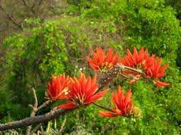Image result for Erythrina × coddii