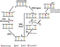 The glue is an enzyme called ligase, which stitches together loose sentences of dna whenever it comes across them. Interplay Between Dna Polymerases And Dna Ligases Influence On Substrate Channeling And The Fidelity Of Dna Ligation Sciencedirect