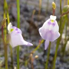 Image result for Utricularia arenaria
