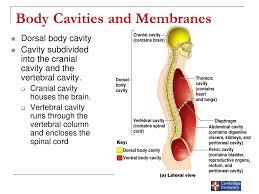 Cavities accommodate organs and other structures; Anatomical Positions Directions Cavities Planes Of The Human Body Ppt Download