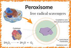 These organelles contain enzymes that convert the hydrogen peroxide to water, rendering the potentially. Peroxisome Free Radical Scavengers Definition Structure Function And Biology