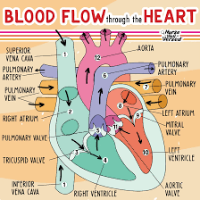 Luckyblood - Lemon8 Search