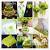 Lime Green And Turquoise Wedding