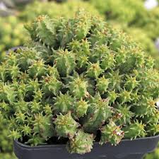 Image result for Euphorbia schimperiana