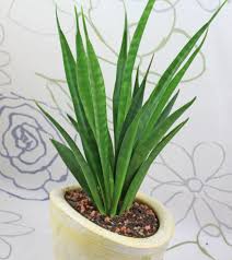 Image result for Sansevieria parva