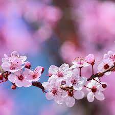 Flower Flowers Spring Floral Landscape Nature Photography Trees Plants Pink Sky Bokeh Clouds Blue Photo V Flower Aesthetic Beautiful Flowers Cherry Blossom Art
