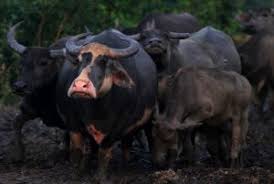 Selva kumar daripada memasuki negeri berkenaan. 5 Perogol Bersiri Malaysia Yang Menjadi Igauan Ngeri Wanita Iluminasi