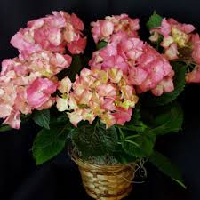 Essentially you can apply and get your license within the same day; Petals On Prince Floral Arrangements For All Occasions Florist In Athens Georgia