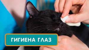 у кота гноятся глаза чем лечить в домашних условиях Kak Pravilno Chistit I Chem Promyt Glaza Kotu Koshke Ili Kotenku Sovet Veterinara Youtube