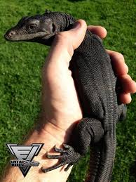 Black Bearded Dragon For Sale Uk Black Dragon Water Monitor Lizard Reptile Room Monitor Lizard