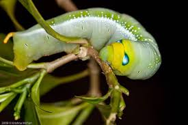 Black And White Striped Caterpillar With White Hair Metamorphosis Krishna Mohan Photography Moth Caterpillar Hawk Moth Moth Species
