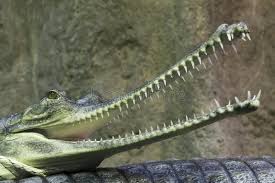 Indian Gavial The Indian Gavial With Its Mouth Wide Open Affiliate Indian Gavial Indian Open Wide Ad Gharial Reptiles And Amphibians Animals