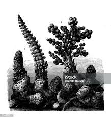 Image result for Sarcophyte