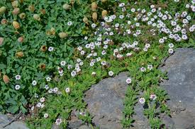 Image result for Phyla nodiflora