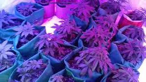 All leds grow light we've mentioned above are great choices on the market today. Phlizon 1200w Led Review 2021 An Investment Or Hole In Pocket