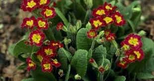 Gardening Primula Hgtv Garden Plants