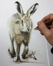 Hare Wildlife And Domestic Animal Drawings By Paul Miller Animal Drawings Color Pencil Sketch Pencil Drawings