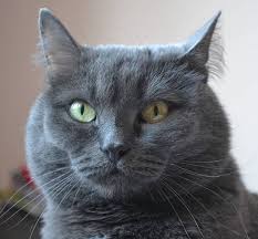 Categories cats, pets name tags cat names, cat names for boys, cat names male, famous cat names, male cat names, male cat names which. 18 Famous Grey Cat Names The Paws
