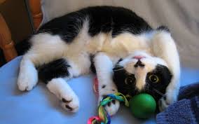 Hugo Coolpaws On Twitter Cats Kittens Cutest Cat Sleeping