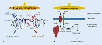 You may need the following: Myasthenia Gravis Springerlink