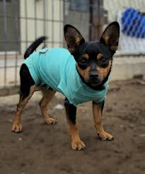 Adams County Pet Rescue