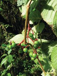 Image result for Cyphostemma kilimandscharicum