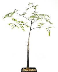 Image result for Tragia hildebrandtii