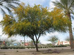 Image result for Acacia