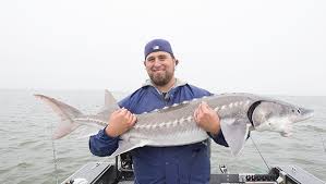 The columbia river has the largest population of white sturgeon in the world which allows us to fish for them all year around. Columbia River Salmon And Sturgeon Openers Lance Fisher Fishing