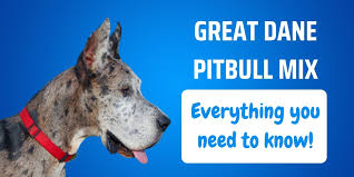 Maybe you would like to learn more about one of these? Great Dane Pitbull Mix Breed Characteristics Facts