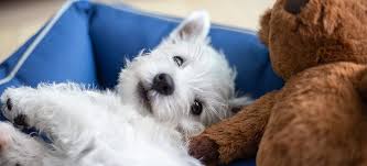 Westie puppies for adoption uk. West Highland White Terrier Pdsa