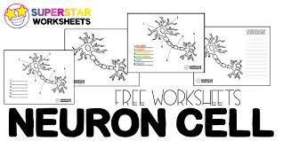 Maybe you would like to learn more about one of these? Neuron Cell Worksheets Superstar Worksheets
