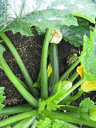 Check spelling or type a new query. The Squash Vine Borer Attacks Squash Pumpkins Melons And Zucchini