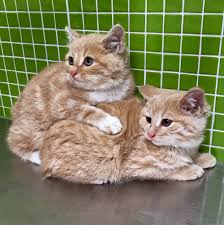 2 Kittens Found Wandering Into Workplace Together Won T Leave Each Other S Side Cats Story Kittens Animal Shelters Near Me Cats