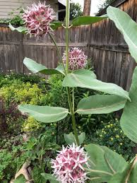 More Sunflowers More Wildlife With Images Milkweed Seeds Milkweed Colorful Garden