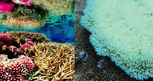 Check spelling or type a new query. Current Coral Bleaching Event Is The Longest Known Science News For Students