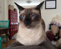 pin on low shedding cat breeds