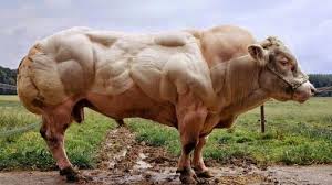 Dinda yang menjadi primadona di sekolahnya, memiliki gaya hidup mewah, selalu dipuji, berbanding terbalik dengan ayahnya yang menjadi tersangka kasus korupsi. Sapi Belgian Blue Penjual Sapi