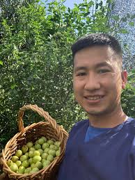 Sugar cane jujube are as sweet as they come, most of them are cracked due  to all the rain we had the last few days. Great summer snack