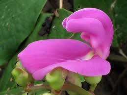 Image result for Canavalia