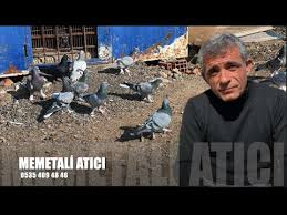 Taklaci Guvercin Sohbeti Memetali Atici Baskan Youtube