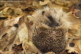 Dowiedz Sie Wiecej Hibernacja Ankieta Jez Ulica Jeze Hedgehog Hibernation Hedgehog Animals