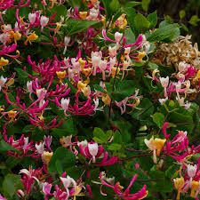 Image result for Lonicera